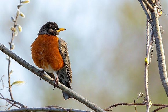 _S234470-Robin_Pussy Willows