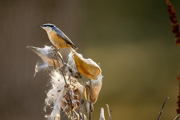 CS219221-RB Nuthatch