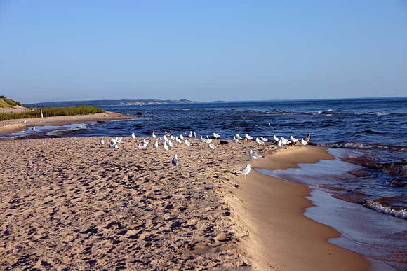Gulls on a Beach